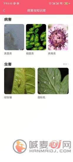 樱桃医生