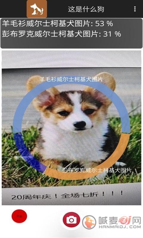 这是什么狗