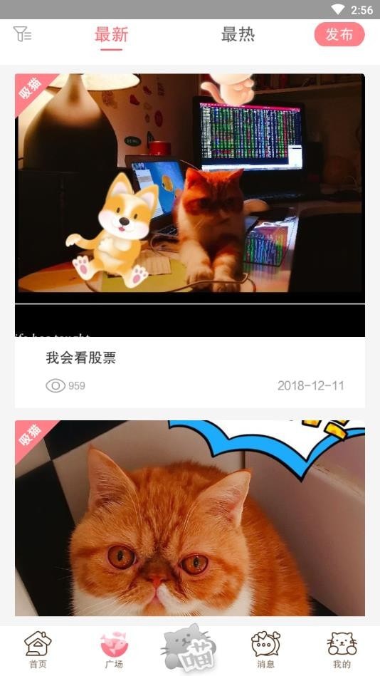 猫咪汇截图