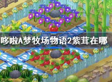 哆啦A梦牧场物语2紫茸如何获得 哆啦A梦牧场物语2紫茸获取方法一览