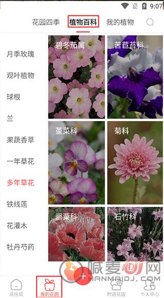 花信