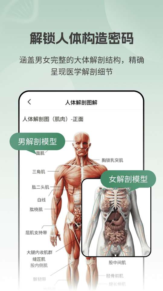 解剖模型Body截图