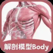 解剖模型Body