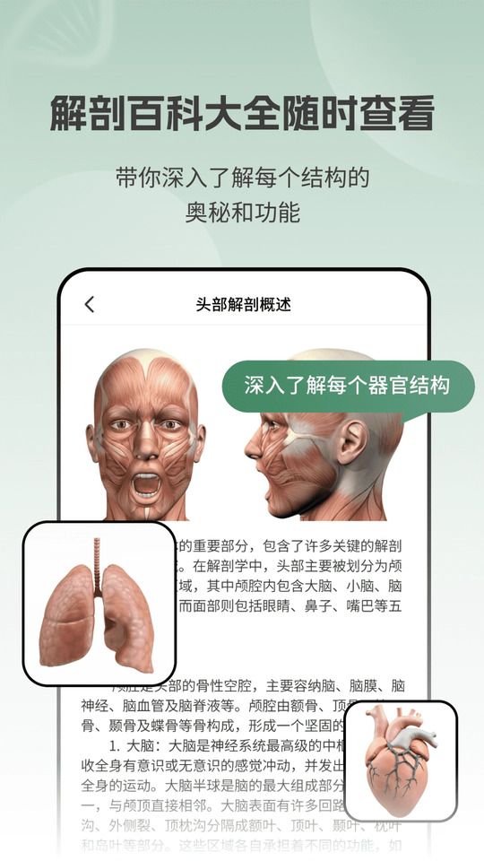 解剖模型Body截图