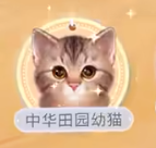 我和我的猫