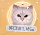 我和我的猫