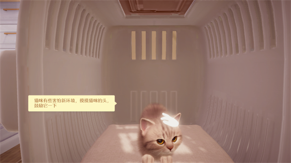 我和我的猫