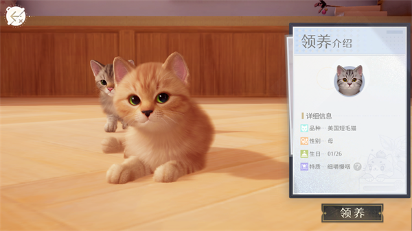 我和我的猫
